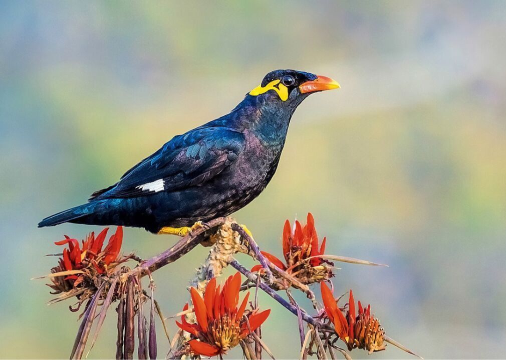 Simeulue Hill myna